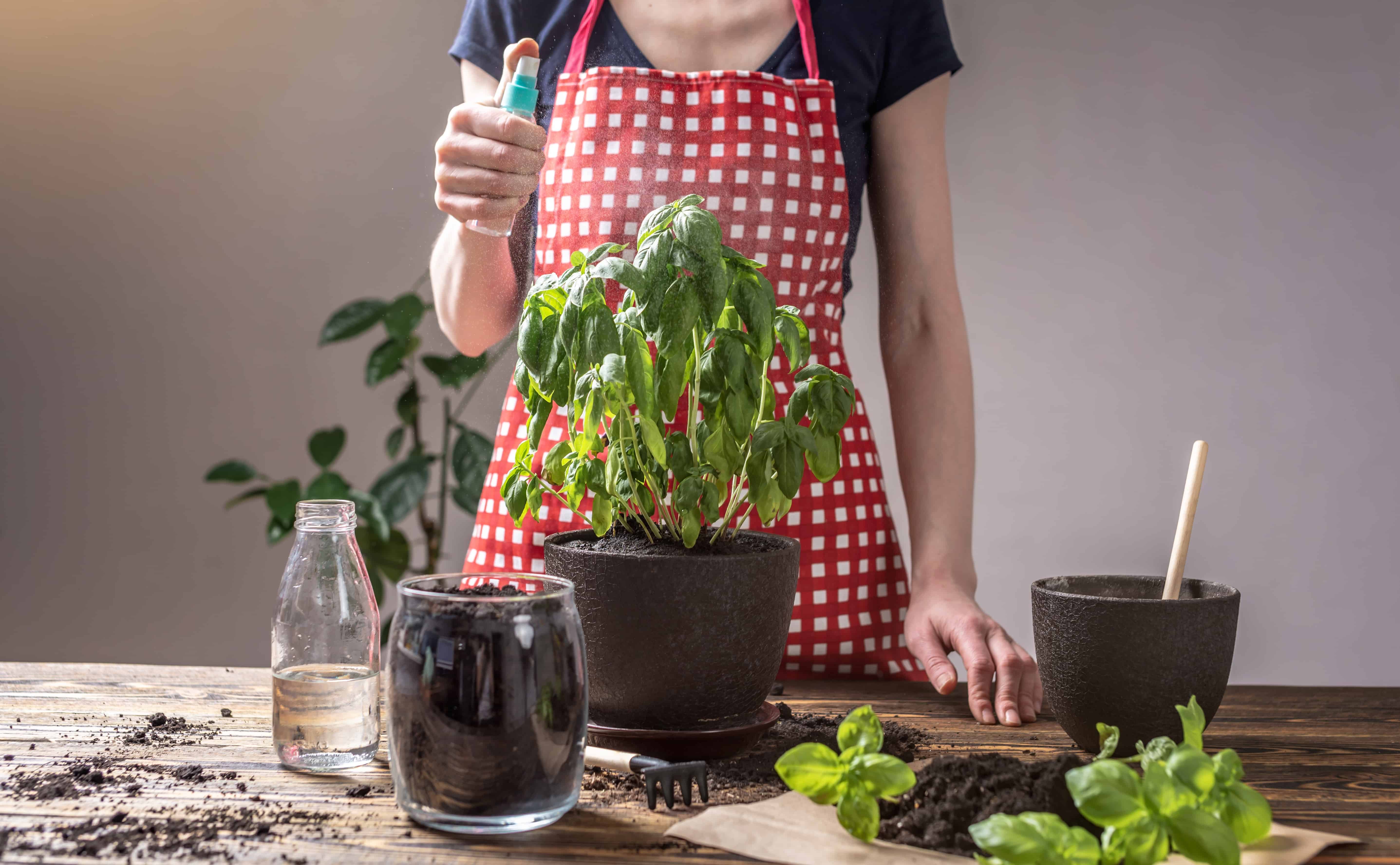 mujer rociando una planta en una maceta