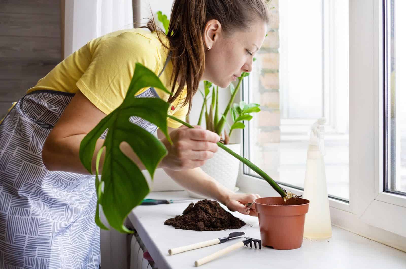 mujer echando un vistazo a su monstera