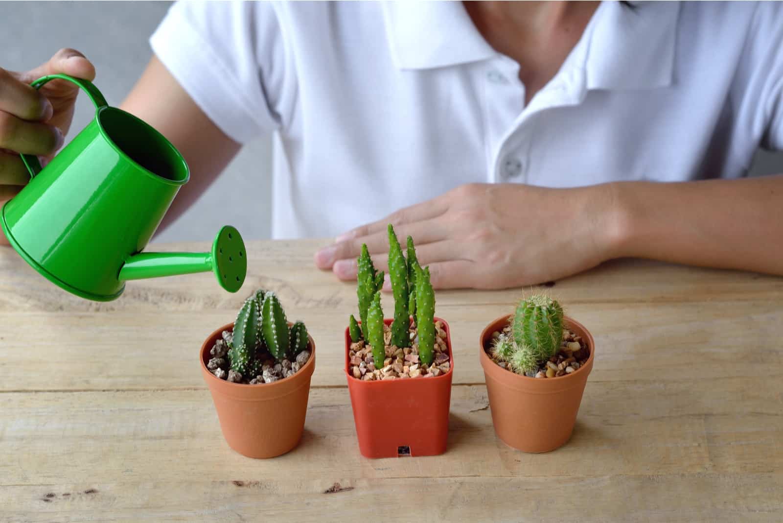 mujer regando cactus en macetas