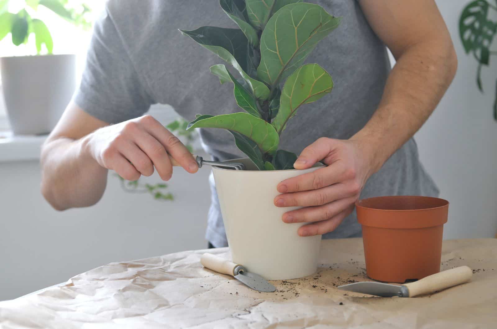 mujer trabajando en Fiddle Leaf Fig