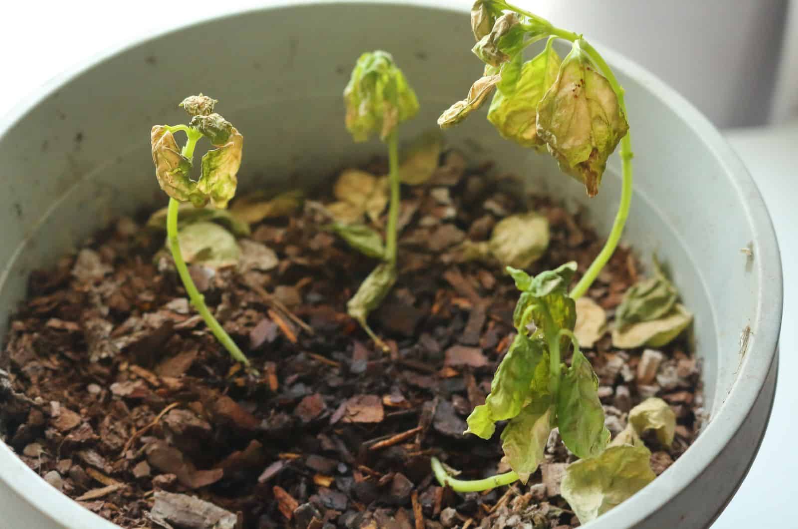 Planta de albahaca amarilla muriendo