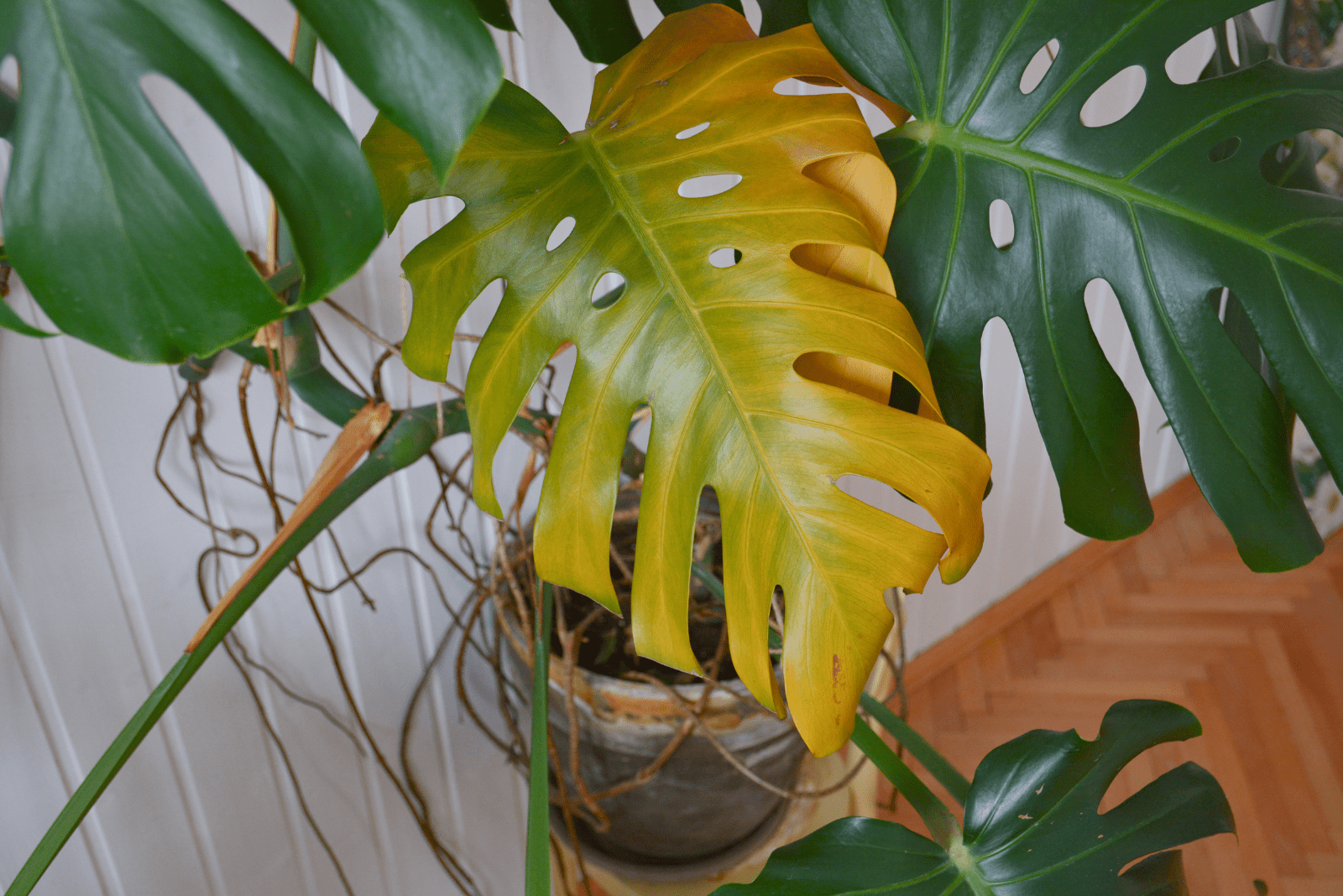 hojas amarillas de Monstera en una olla