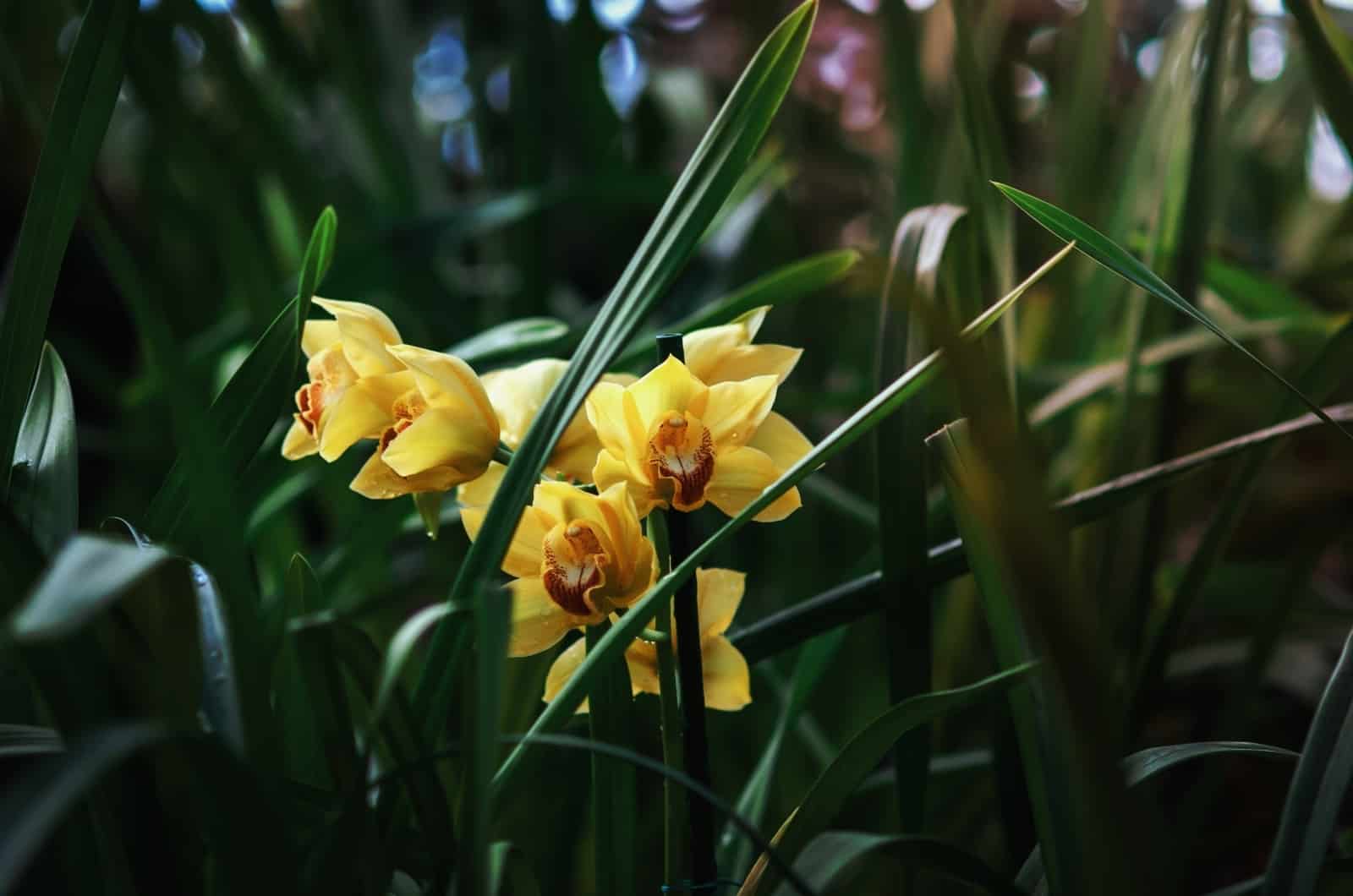 orquídea terrestre amarilla