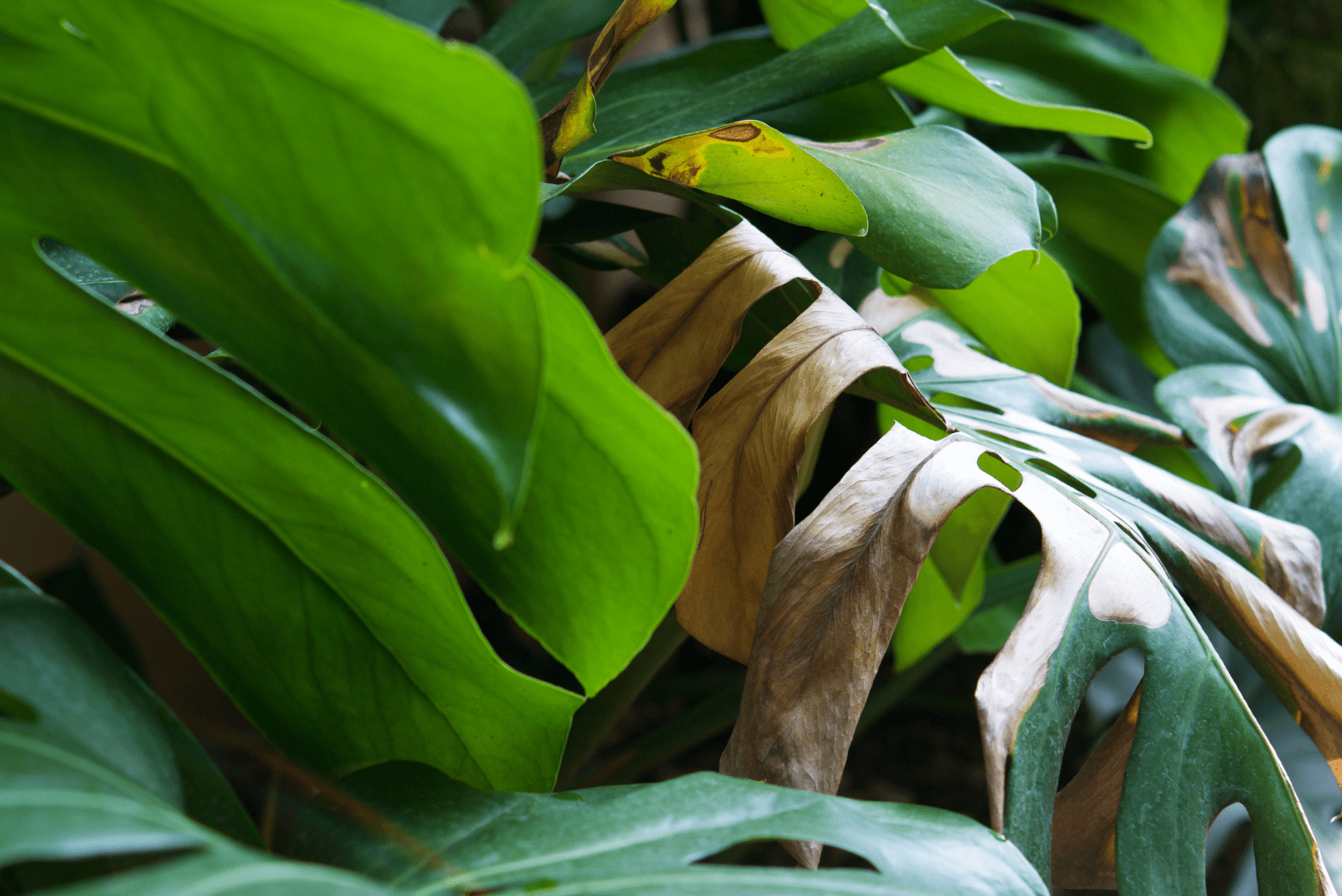 hojas amarillas y secas de Monstera