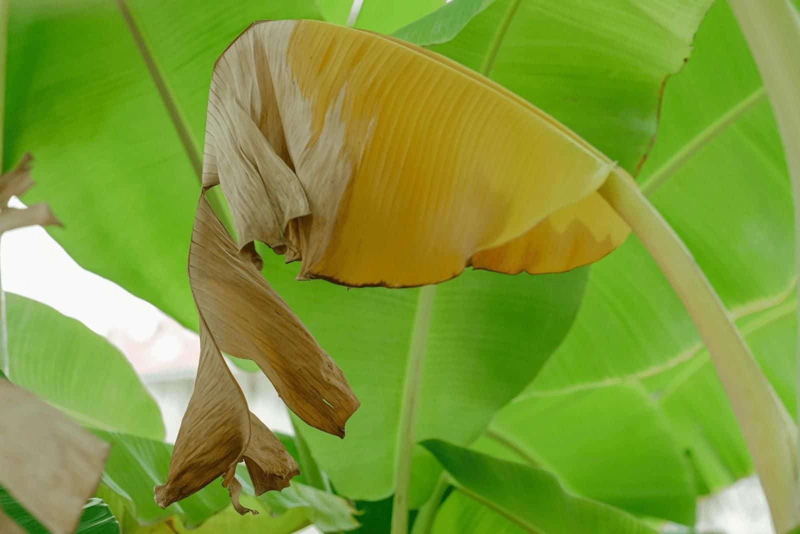 hojas de plátano amarillas.