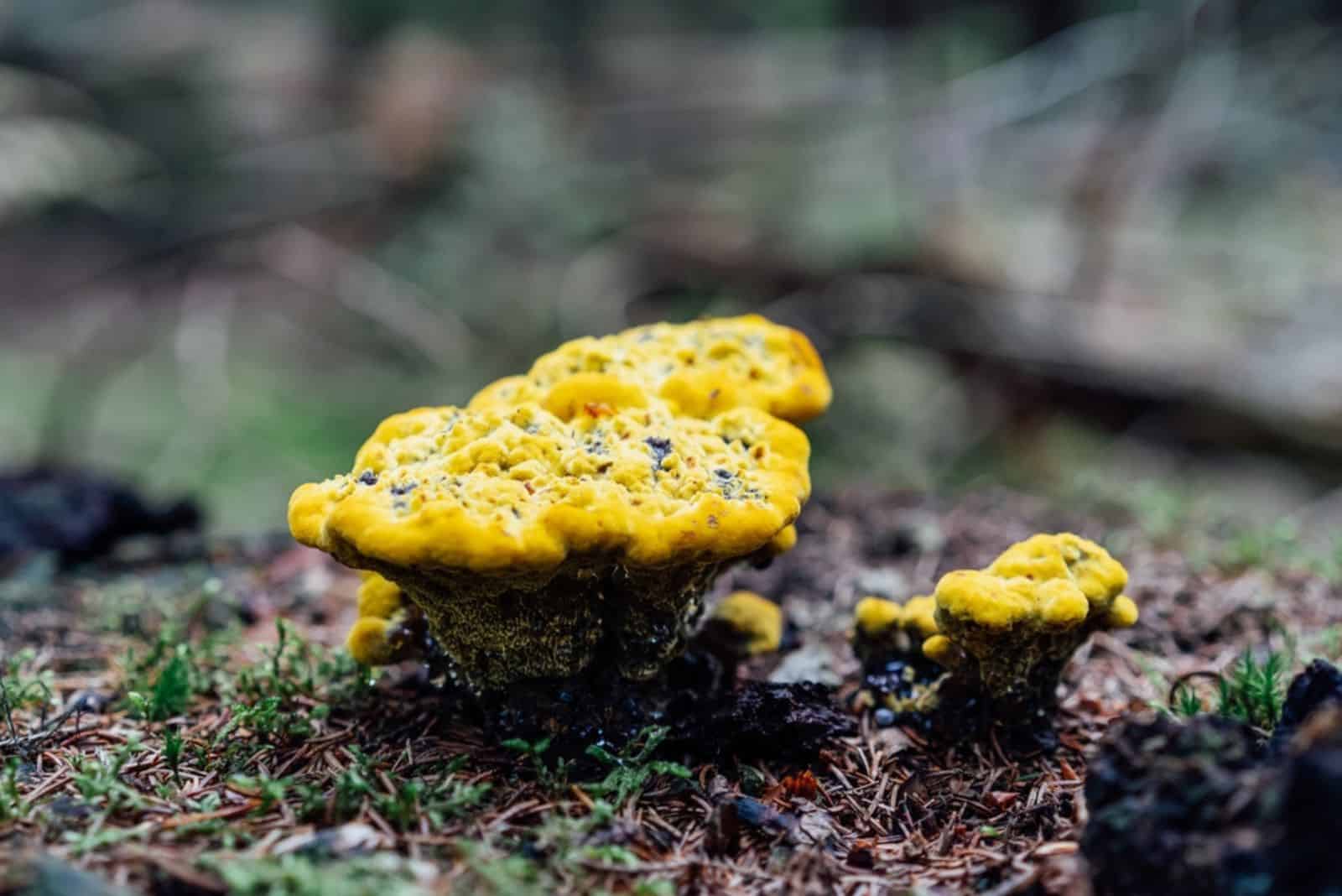  hongos amarillos que crecen en tocones de árboles en el bosque de otoño