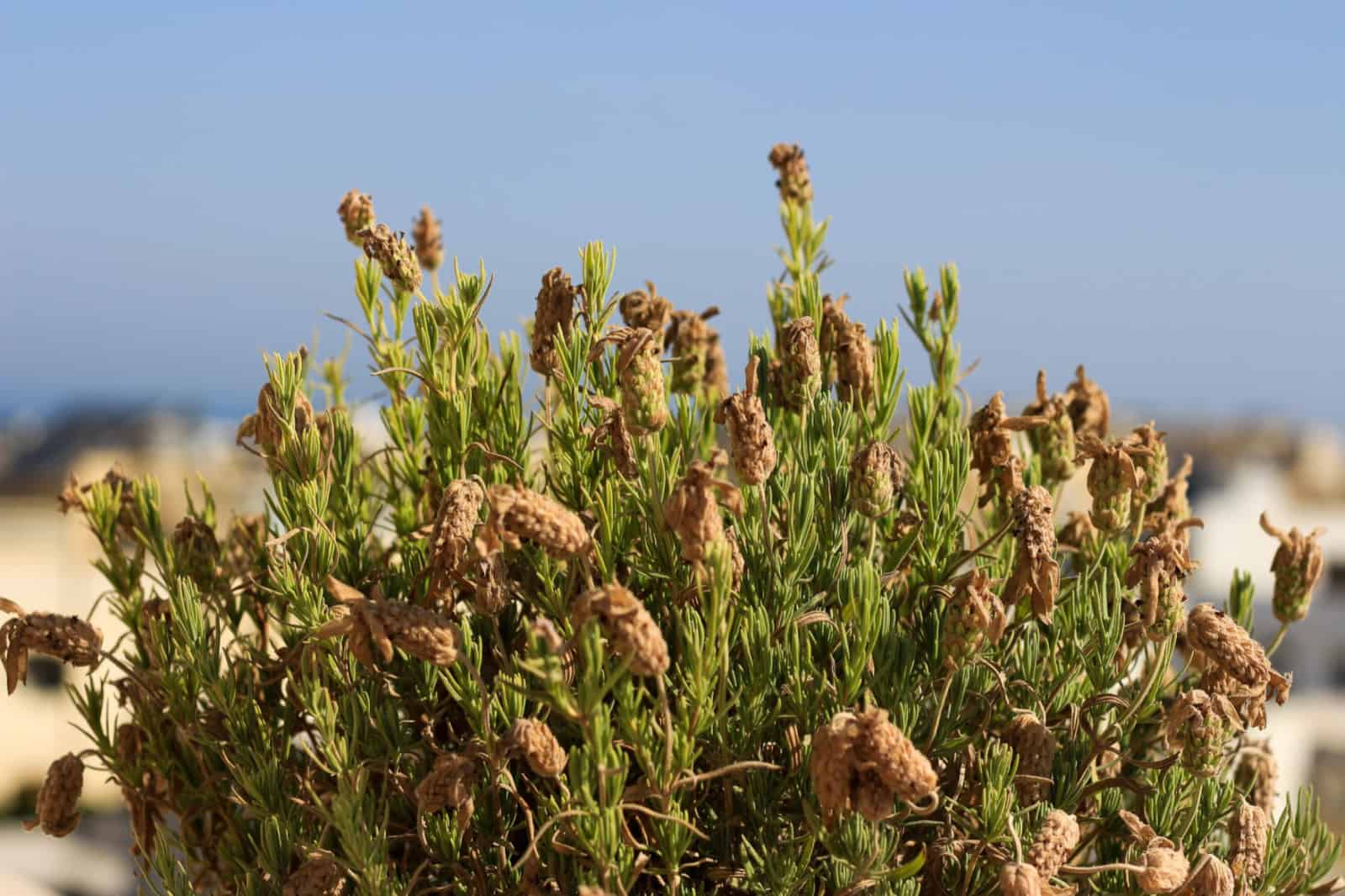 lavanda amarilla