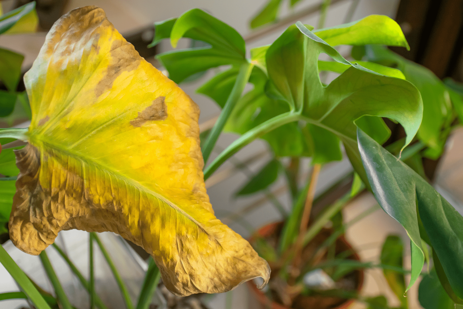 hoja amarilla de Monstera