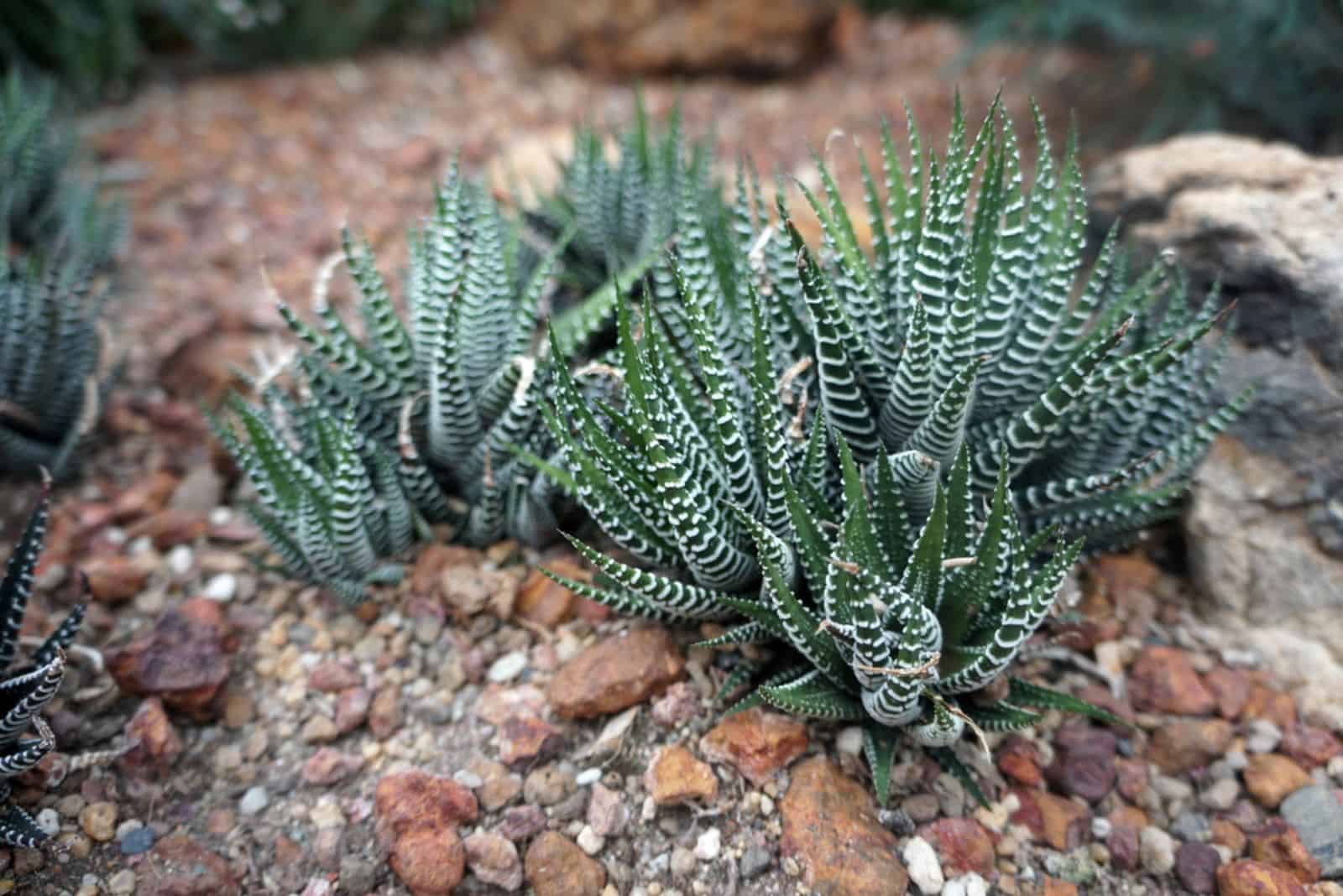 planta de cebra que crece al aire libre